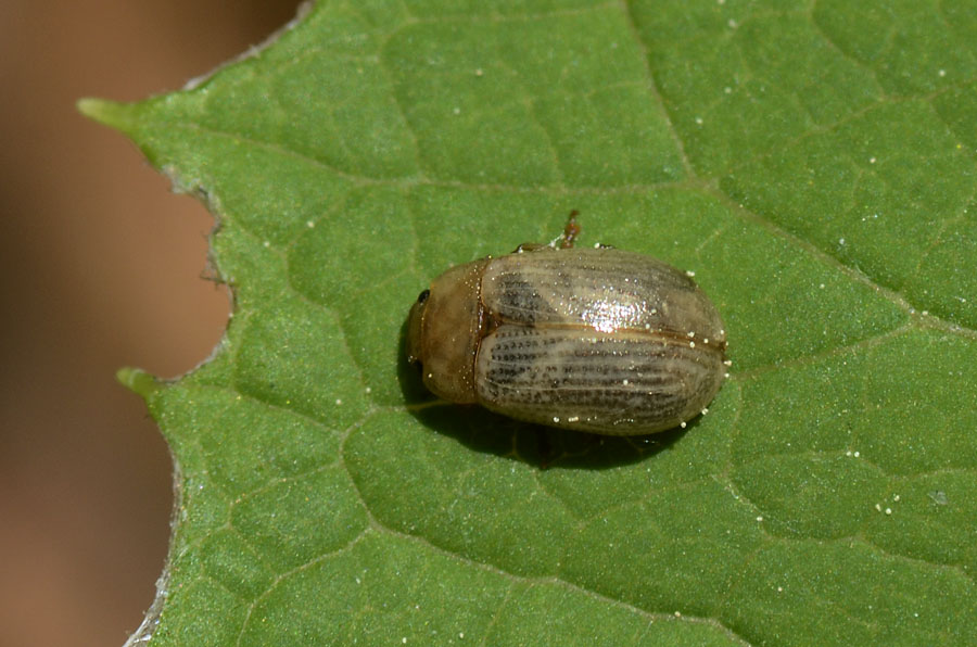 Chrysomelidae? S.  Gonioctena sp.